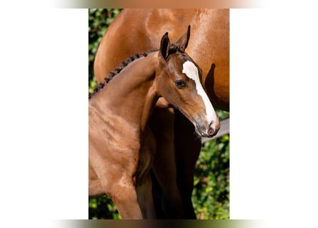 KWPN, Mare, Foal (05/2025)