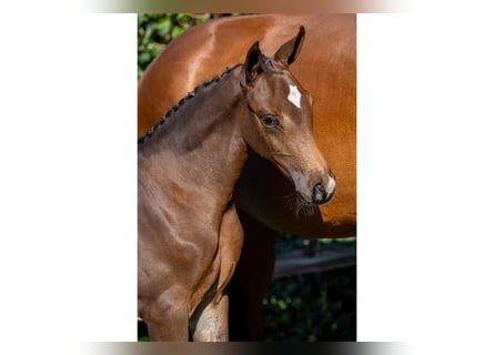 KWPN, Mare, Foal (06/2025)