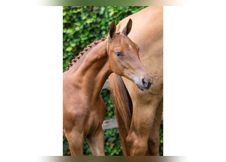 KWPN, Mare, Foal (05/2025)
