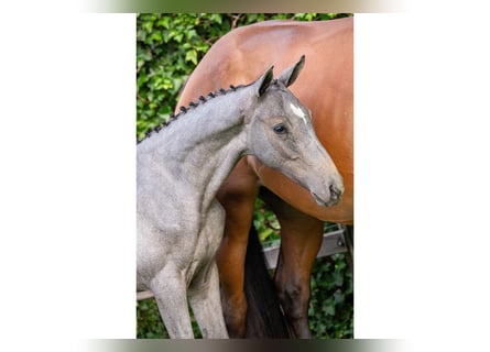 KWPN, Mare, Foal (05/2025)