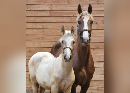 KWPN, Mare, Foal (05/2025)