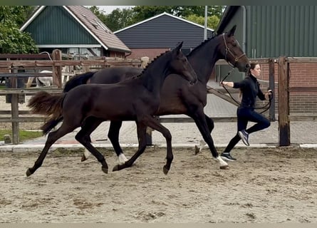KWPN, Mare, Foal (05/2026), Smoky-Black
