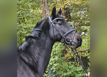 KWPN, Merrie, 10 Jaar, 158 cm, Zwartbruin