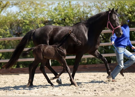 KWPN, Merrie, 10 Jaar, 163 cm, Zwart