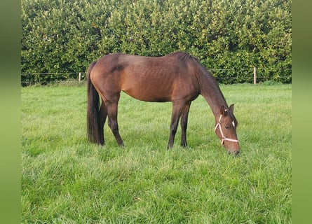 KWPN, Merrie, 10 Jaar, 164 cm, Donkerbruin