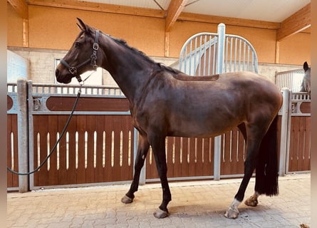 KWPN, Merrie, 10 Jaar, 164 cm