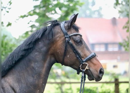 KWPN, Merrie, 10 Jaar, 165 cm, Donkerbruin