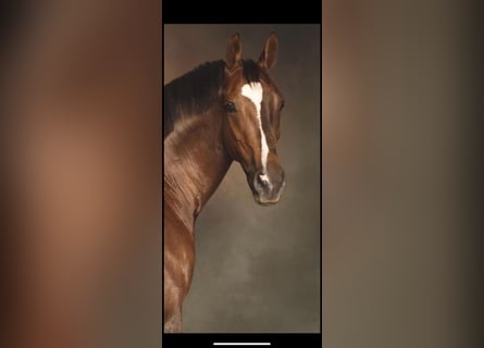 KWPN, Merrie, 10 Jaar, 165 cm, Donkere-vos