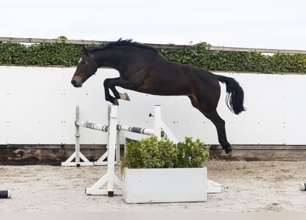 KWPN, Merrie, 10 Jaar, 165 cm