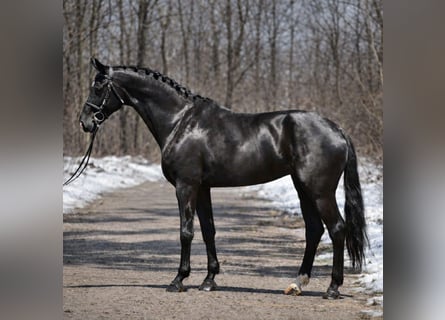 KWPN, Merrie, 10 Jaar, 166 cm, Zwart