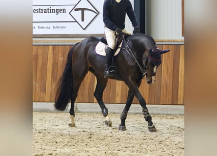 KWPN, Merrie, 10 Jaar, 167 cm, Bruin