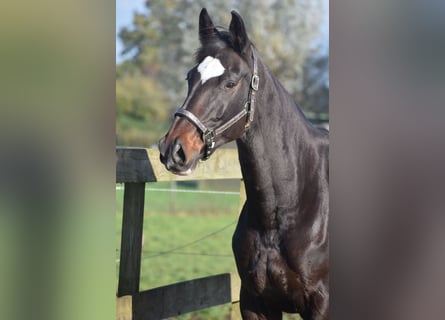 KWPN, Merrie, 10 Jaar, 167 cm, Donkerbruin