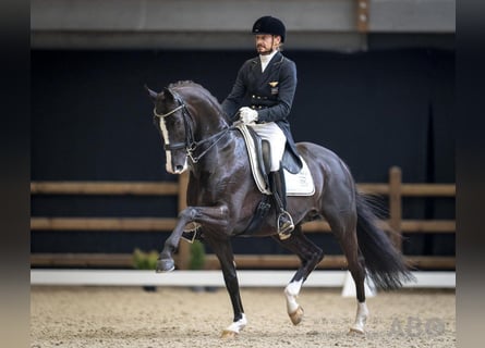 KWPN, Merrie, 10 Jaar, 168 cm, Bruin