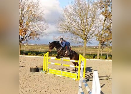 KWPN, Merrie, 10 Jaar, 168 cm, Donkerbruin