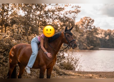 KWPN, Merrie, 10 Jaar, 168 cm