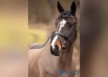 KWPN, Merrie, 10 Jaar, 168 cm, Zwartbruin