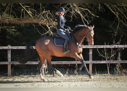 KWPN, Merrie, 10 Jaar, 169 cm, Bruin