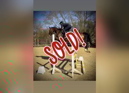 KWPN, Merrie, 10 Jaar, 169 cm, Bruin