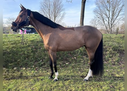 KWPN, Merrie, 10 Jaar, 170 cm, Bruin