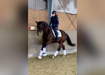 KWPN, Merrie, 10 Jaar, 172 cm, Donkerbruin