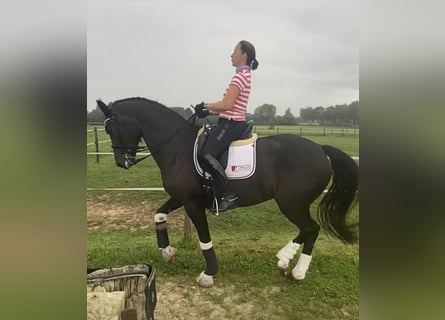 KWPN, Merrie, 10 Jaar, 172 cm, Donkerbruin