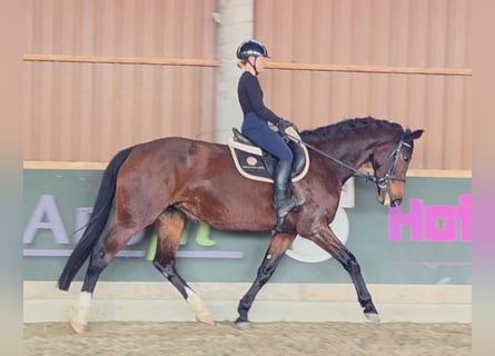 KWPN, Merrie, 10 Jaar, 173 cm, Bruin