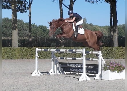 KWPN, Merrie, 10 Jaar, 174 cm, Vos