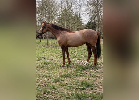 KWPN, Merrie, 10 Jaar, 175 cm, Donkere-vos