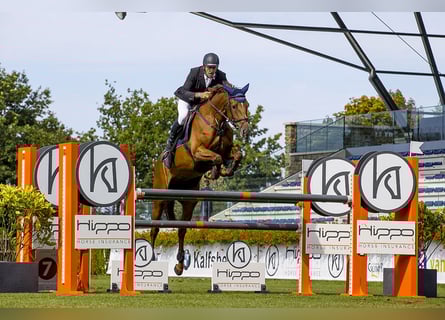 KWPN, Merrie, 10 Jaar, 176 cm, Vos