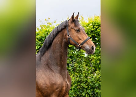 KWPN, Merrie, 10 Jaar, Donkerbruin