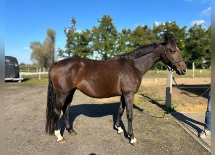 KWPN, Merrie, 11 Jaar, 162 cm, Bruin