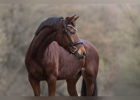 KWPN, Merrie, 11 Jaar, 165 cm, Bruin