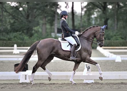 KWPN, Merrie, 11 Jaar, 165 cm, Vos