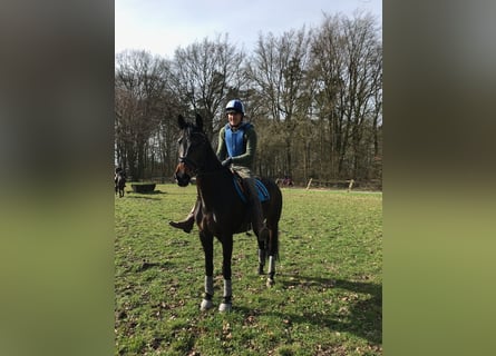 KWPN, Merrie, 11 Jaar, 167 cm, Donkerbruin