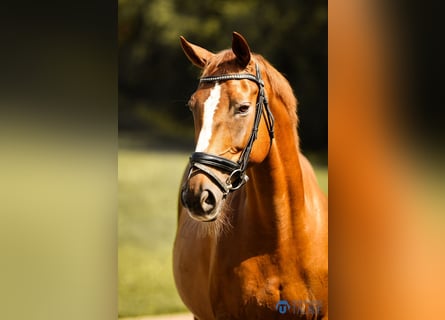KWPN, Merrie, 11 Jaar, 167 cm, Donkere-vos