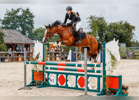 KWPN, Merrie, 11 Jaar, 168 cm, Bruin