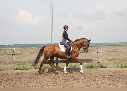 KWPN, Merrie, 11 Jaar, 168 cm, Vos