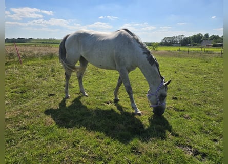 KWPN, Merrie, 11 Jaar, 169 cm, Vliegenschimmel