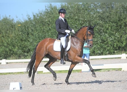 KWPN, Merrie, 11 Jaar, 170 cm, Bruin