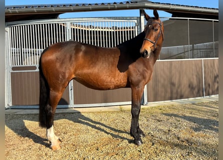 KWPN, Merrie, 11 Jaar, 170 cm, Bruin