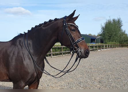 KWPN, Merrie, 11 Jaar, 170 cm, Donkerbruin