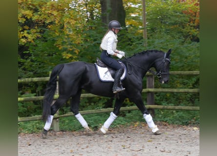 KWPN, Merrie, 11 Jaar, 170 cm