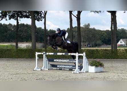 KWPN, Merrie, 11 Jaar, 171 cm, Donkerbruin