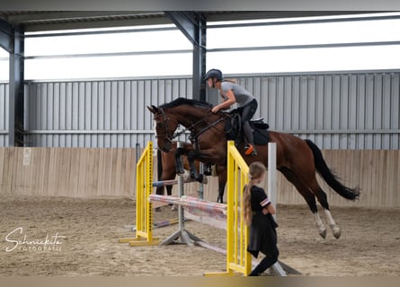 KWPN, Merrie, 11 Jaar, 172 cm, Bruin
