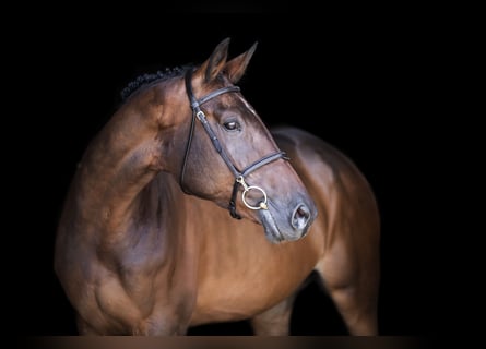 KWPN, Merrie, 11 Jaar, 172 cm, Donkerbruin