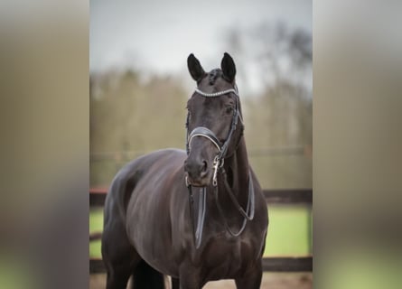 KWPN, Merrie, 11 Jaar, 172 cm, Zwartbruin