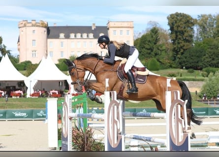 KWPN, Merrie, 12 Jaar, 168 cm, Bruin