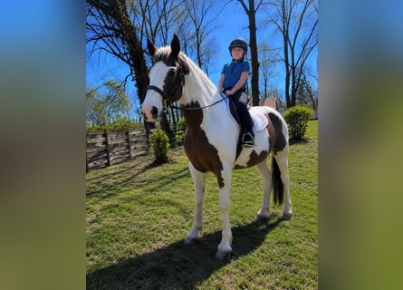 KWPN, Merrie, 12 Jaar, 168 cm, Tobiano-alle-kleuren