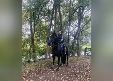 KWPN, Merrie, 12 Jaar, 172 cm, Zwartbruin