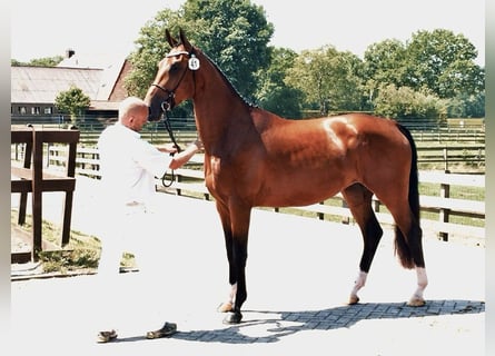 KWPN, Stute, 12 Jahre, Brauner